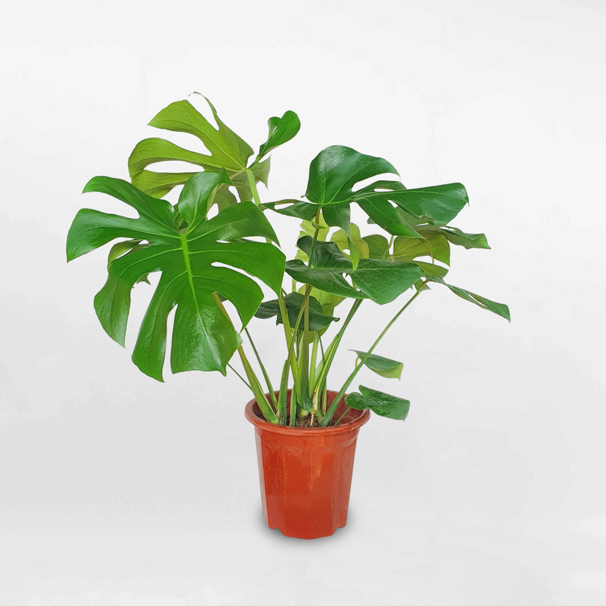 - Ảnh 6. - Ảnh 6.