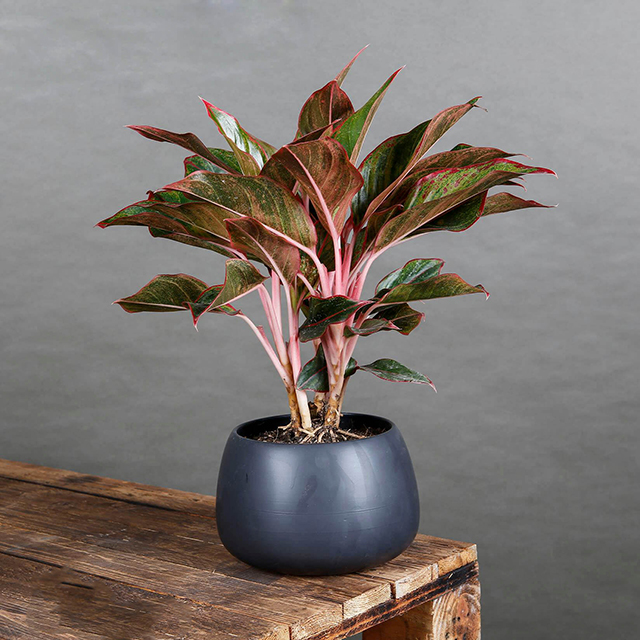 - Ảnh 4. - Ảnh 4.