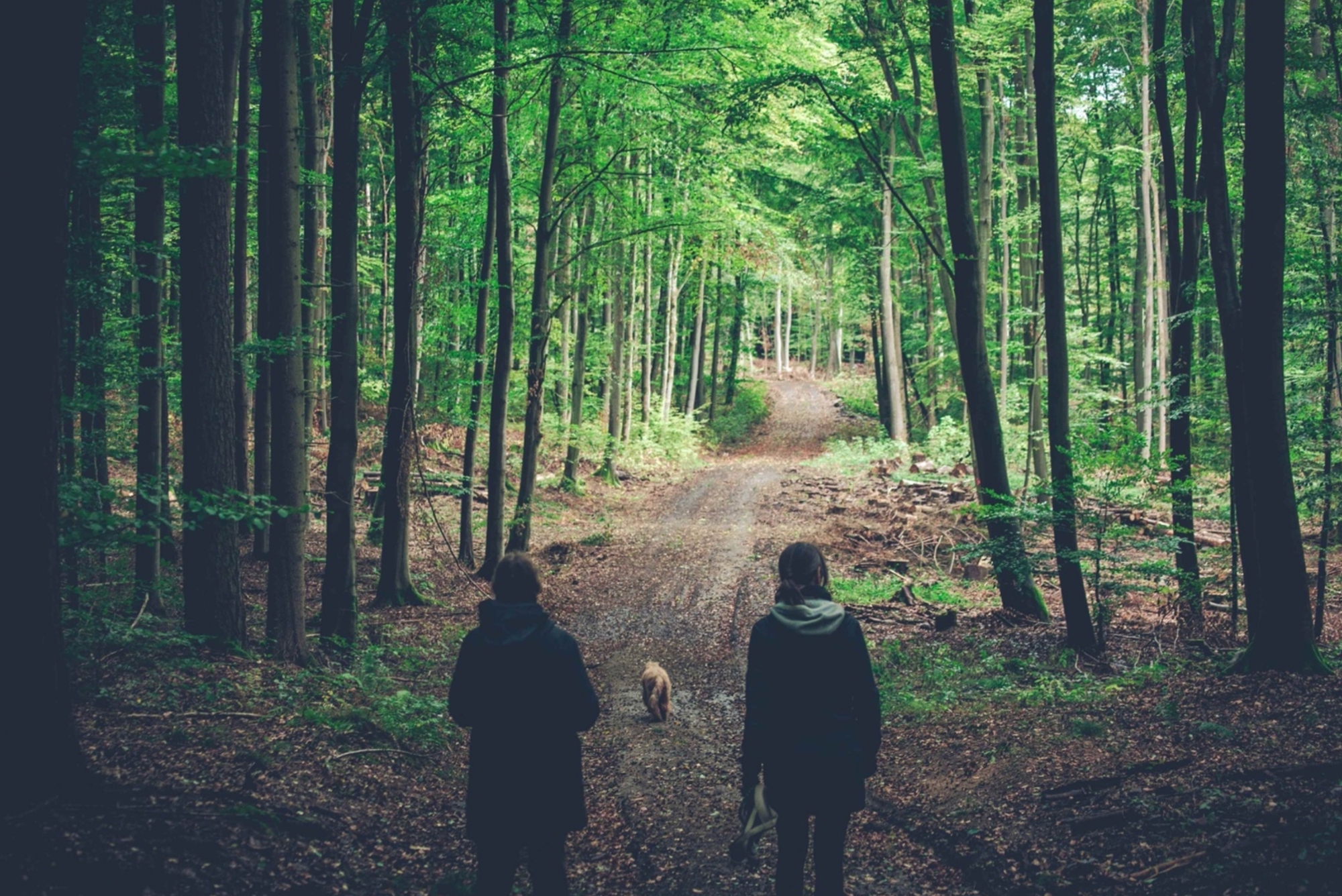 Giải mã 'Tắm rừng' - liệu pháp phục hồi, cải thiện sức khỏe được Bill Gates, công tương Kate cực ưa chuộng- Ảnh 4.