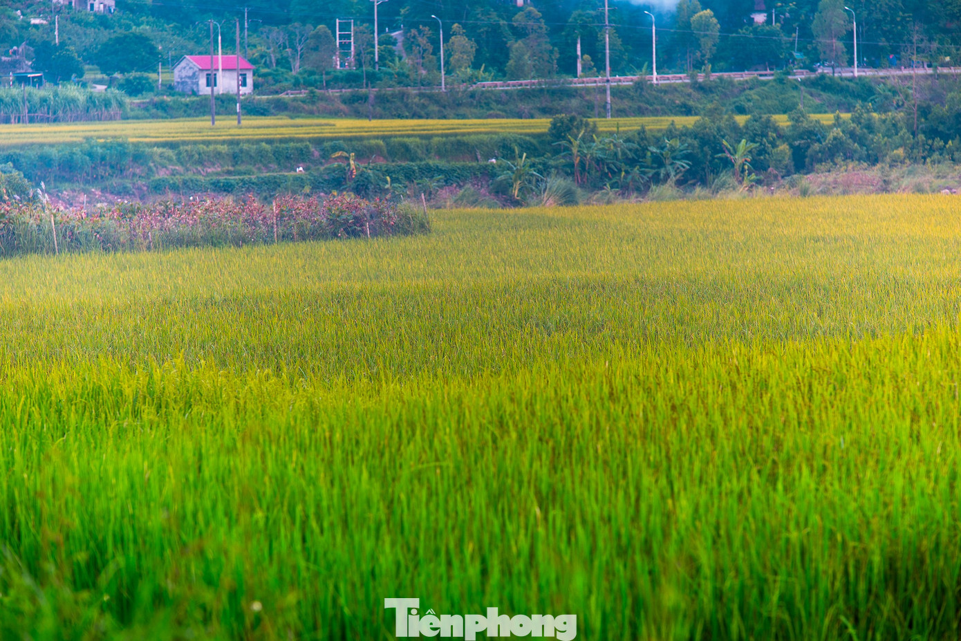 Đẹp ngất ngây ruộng bậc thang ở thung lũng Lục Hồn- Ảnh 8.