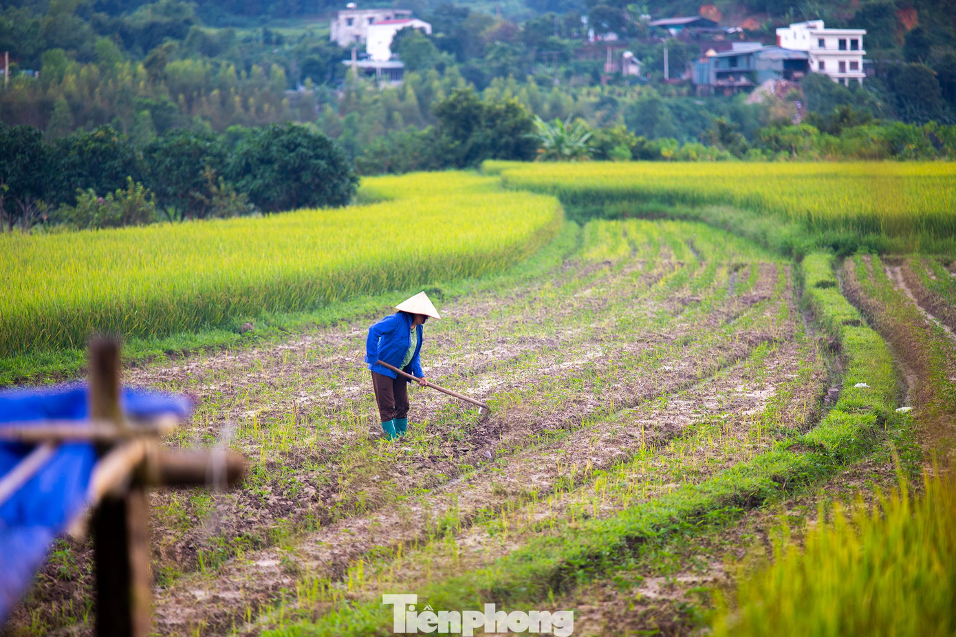 Đẹp ngất ngây ruộng bậc thang ở thung lũng Lục Hồn- Ảnh 5.