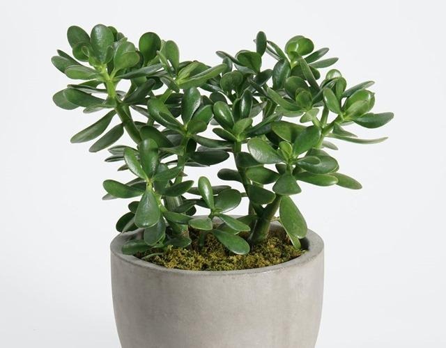 - Ảnh 2. - Ảnh 2.