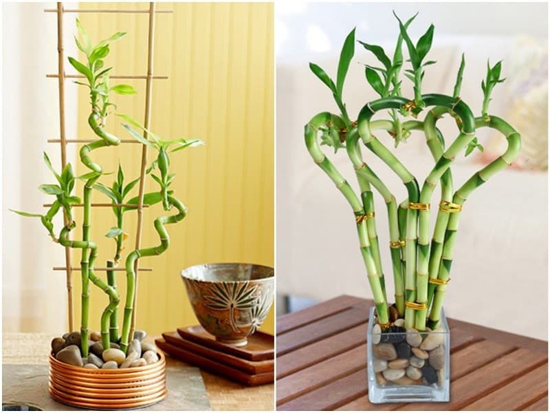 - Ảnh 1. - Ảnh 1.