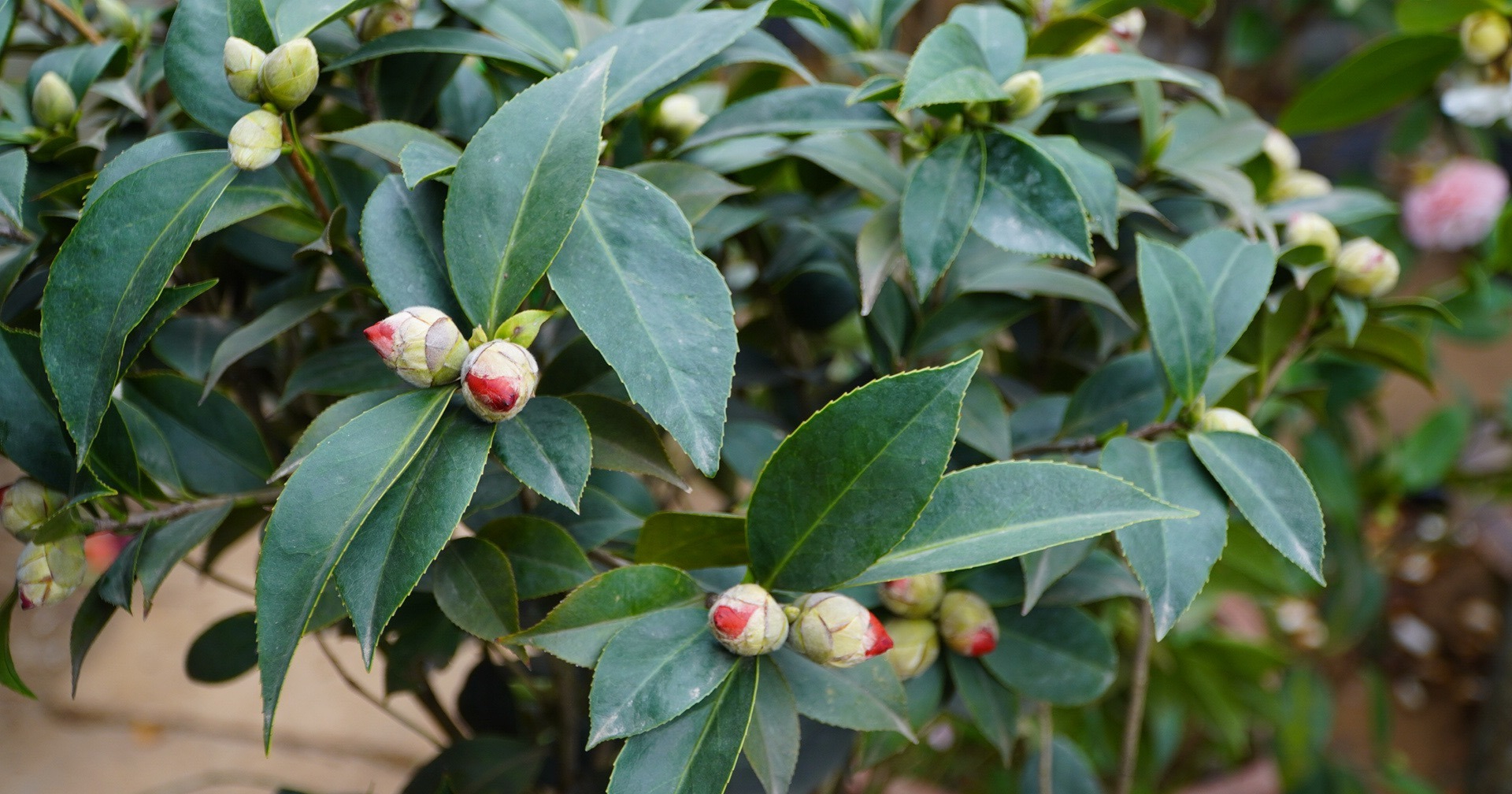 Trồng đúng loài cây này trước cửa: Gia đạo vững như núi, đời con cháu càng ở càng thịnh- Ảnh 1.