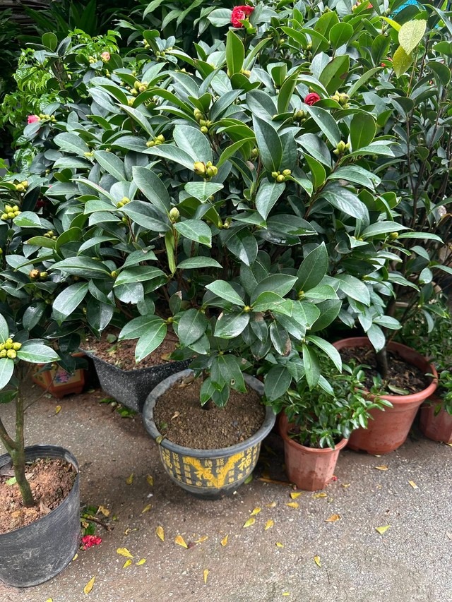 Trồng đúng loài cây này trước cửa: Gia đạo vững như núi, đời con cháu càng ở càng thịnh- Ảnh 3.