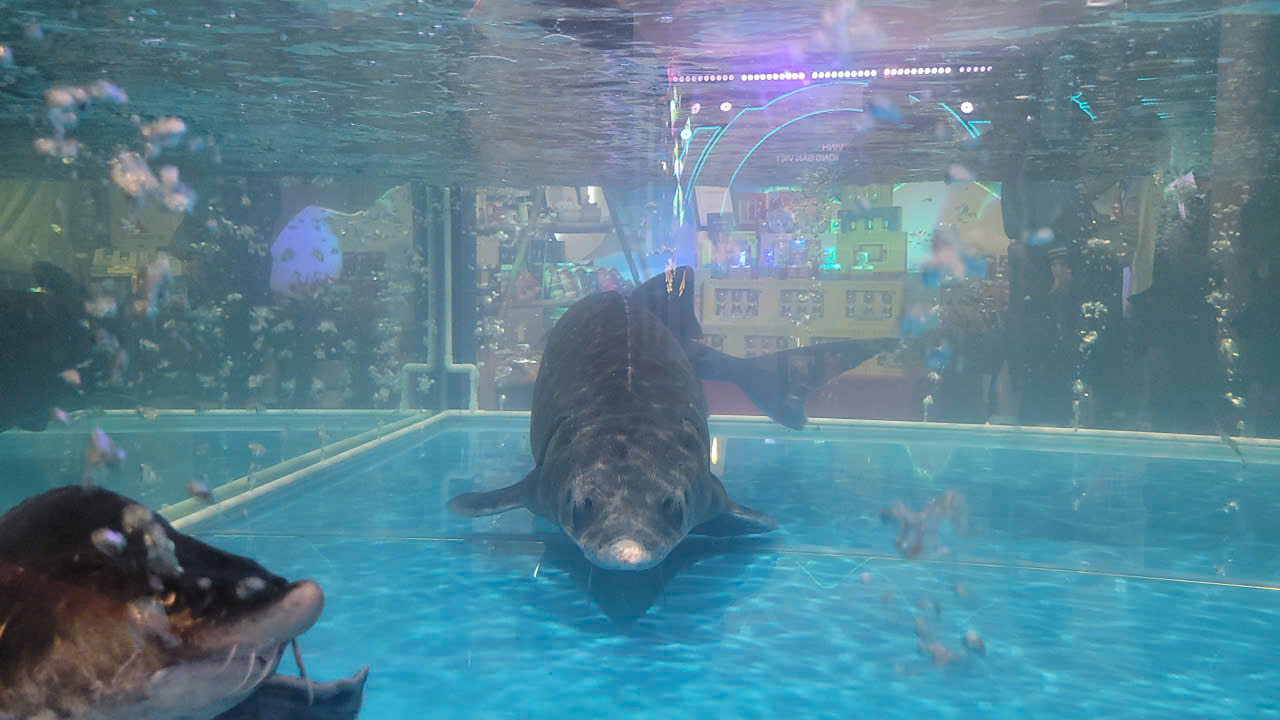 Ca sĩ Đức Phúc cùng tham gia đấu giá cá tầm lớn nhất Lai Châu, bất ngờ kết quả trúng giá - Ảnh 1.