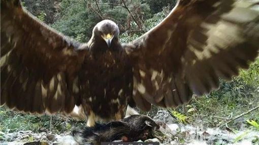 Không phải Dương Quá, đây là "cao thủ" cứu được Quách Tĩnh: Một tiếng hét khiến quân Mông Cổ khiếp sợ - Ảnh 4. Không phải Dương Quá, đây là "cao thủ" cứu được Quách Tĩnh: Một tiếng hét khiến quân Mông Cổ khiếp sợ - Ảnh 4.