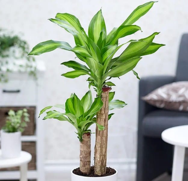 Tôi bỏ cây phát tài ra khỏi phòng khách vì quá mệt mỏi với thứ nó mang lại- Ảnh 1.