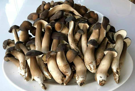 Đặc sản tiền tỷ thế giới, Việt Nam cũng có phiên bản bản địa thơm nồng, giá chỉ bằng khoảng 1/10.000- Ảnh 3. Đặc sản tiền tỷ thế giới, Việt Nam cũng có phiên bản bản địa thơm nồng, giá chỉ bằng khoảng 1/10.000- Ảnh 3.