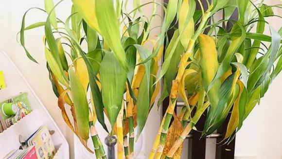 Tôi bỏ cây phát tài ra khỏi phòng khách vì quá mệt mỏi với thứ nó mang lại- Ảnh 2.