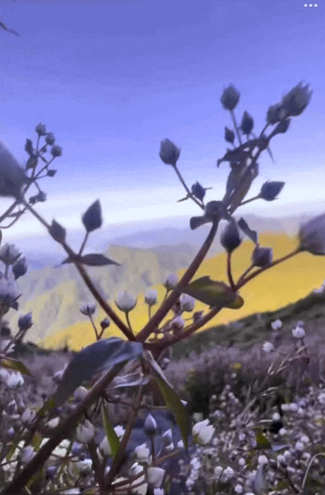 Chinh phục "thiên đường mây" Tà Chì Nhù mùa hoa chi pâu, chiêm ngưỡng vẻ đẹp tinh khôi của núi rừng Tây Bắc - Ảnh 5. Chinh phục "thiên đường mây" Tà Chì Nhù mùa hoa chi pâu, chiêm ngưỡng vẻ đẹp tinh khôi của núi rừng Tây Bắc - Ảnh 5.