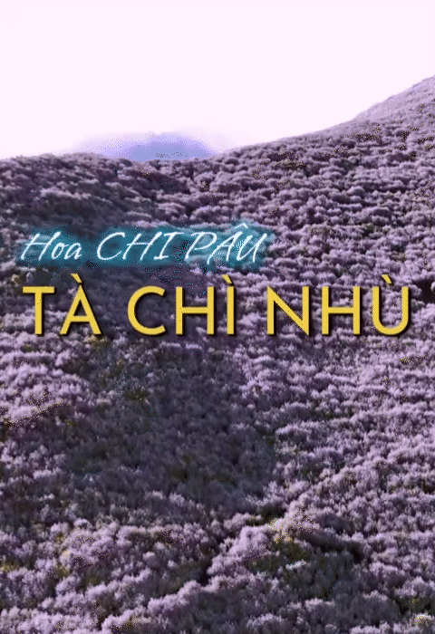 Chinh phục "thiên đường mây" Tà Chì Nhù mùa hoa chi pâu, chiêm ngưỡng vẻ đẹp tinh khôi của núi rừng Tây Bắc - Ảnh 3. Chinh phục "thiên đường mây" Tà Chì Nhù mùa hoa chi pâu, chiêm ngưỡng vẻ đẹp tinh khôi của núi rừng Tây Bắc - Ảnh 3.