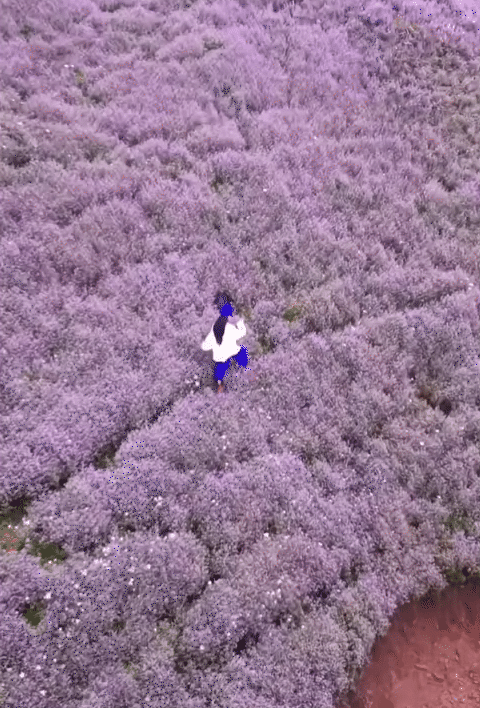 Chinh phục "thiên đường mây" Tà Chì Nhù mùa hoa chi pâu, chiêm ngưỡng vẻ đẹp tinh khôi của núi rừng Tây Bắc - Ảnh 6. Chinh phục "thiên đường mây" Tà Chì Nhù mùa hoa chi pâu, chiêm ngưỡng vẻ đẹp tinh khôi của núi rừng Tây Bắc - Ảnh 6.