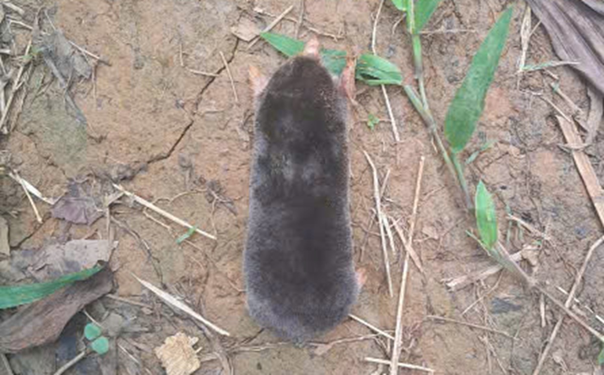 - Ảnh 2. - Ảnh 2.