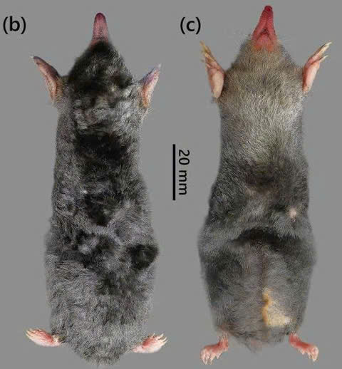 - Ảnh 1. - Ảnh 1.