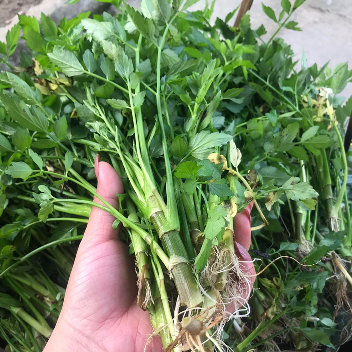 2 loại rau người Việt thích mê dễ là "ổ sán", nhất là cái số 1 - Ảnh 2.