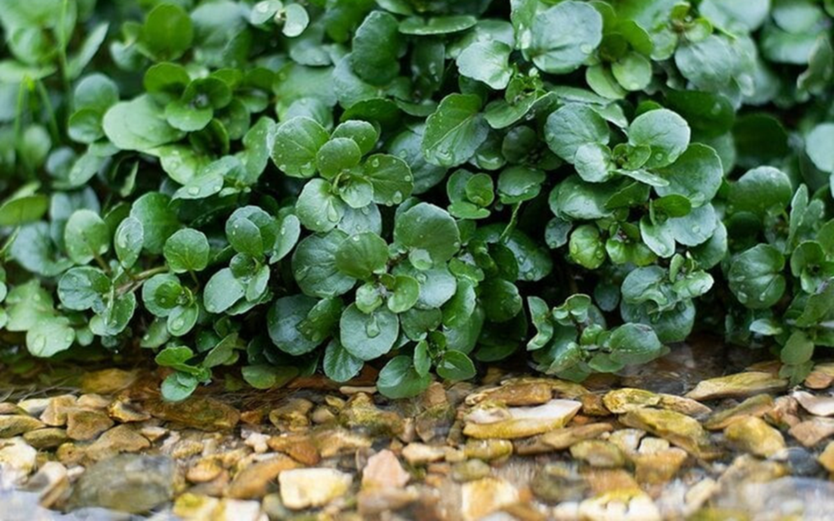 2 loại rau người Việt thích mê dễ là "ổ sán", nhất là cái số 1 - Ảnh 1.