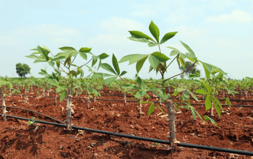 Giá giảm 1/3, Trung Quốc bất ngờ ‘bắt đáy’ một mặt hàng từ Việt Nam: Xuất khẩu gần cán mốc 1 tỷ USD, nước ta cùng Thái Lan cạnh tranh ngôi vương của thế giới - Ảnh 1.