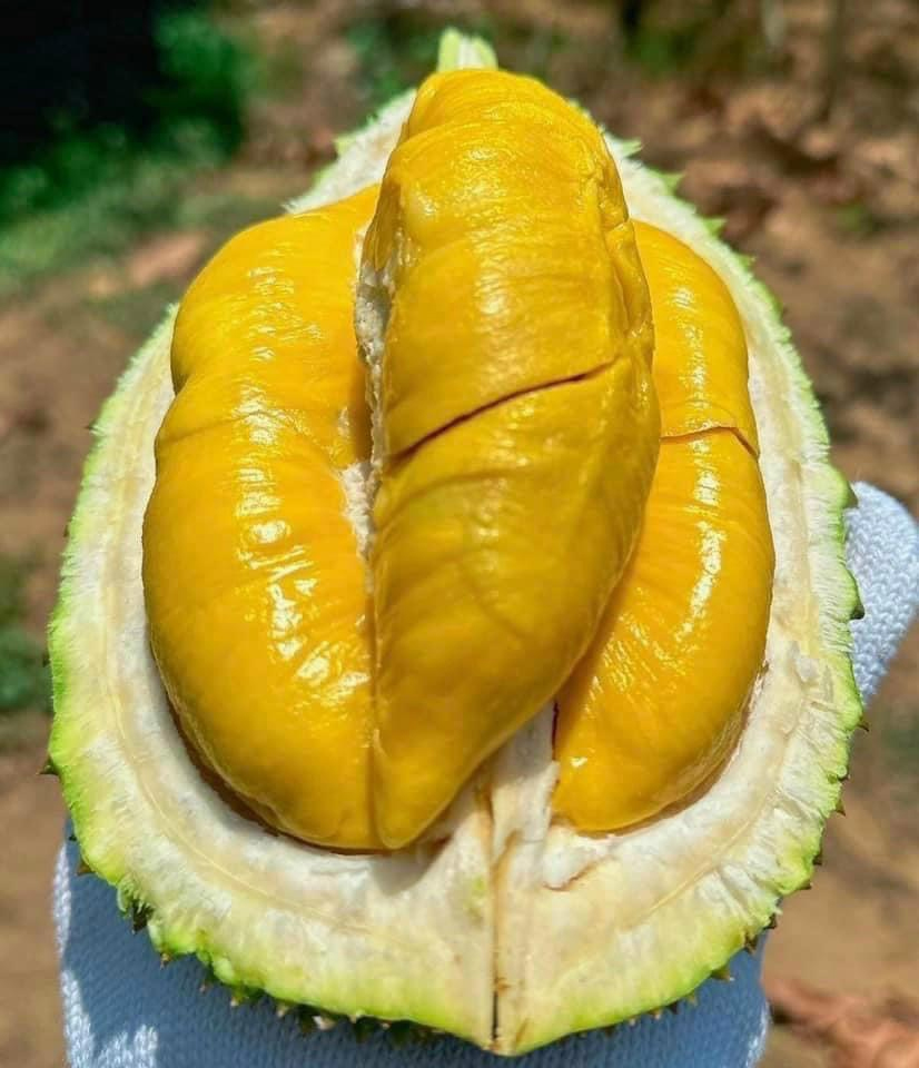 Sự thật hay tin đồn? 6 loại trái cây bị gán mác "gây ung thư", chuyên gia dinh dưỡng nói gì? - Ảnh 3. Sự thật hay tin đồn? 6 loại trái cây bị gán mác "gây ung thư", chuyên gia dinh dưỡng nói gì? - Ảnh 3.