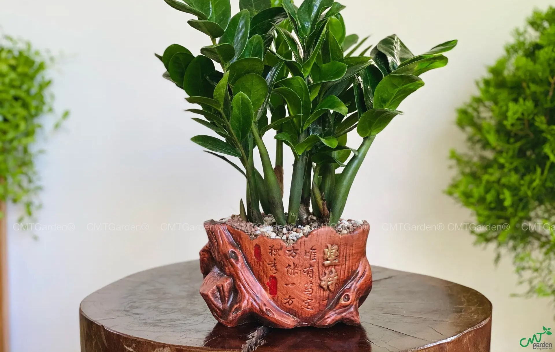 Nhà giàu thích trồng 5 cây này: Hút lộc như vòi rồng, con cháu cũng thơm lây- Ảnh 2. Nhà giàu thích trồng 5 cây này: Hút lộc như vòi rồng, con cháu cũng thơm lây- Ảnh 2.