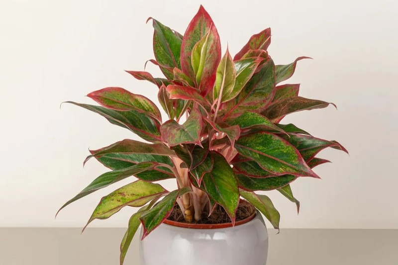 Nhà giàu thích trồng 5 cây này: Hút lộc như vòi rồng, con cháu cũng thơm lây- Ảnh 4. Nhà giàu thích trồng 5 cây này: Hút lộc như vòi rồng, con cháu cũng thơm lây- Ảnh 4.