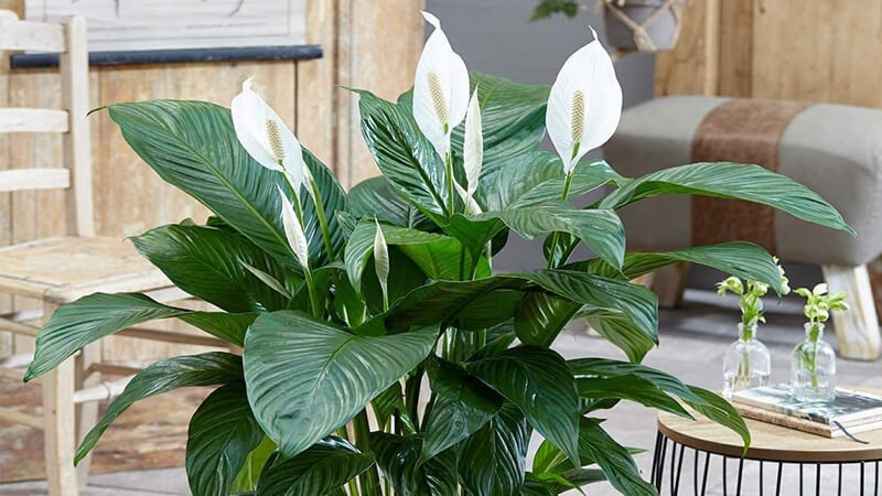 Nhà giàu thích trồng 5 cây này: Hút lộc như vòi rồng, con cháu cũng thơm lây- Ảnh 5. Nhà giàu thích trồng 5 cây này: Hút lộc như vòi rồng, con cháu cũng thơm lây- Ảnh 5.