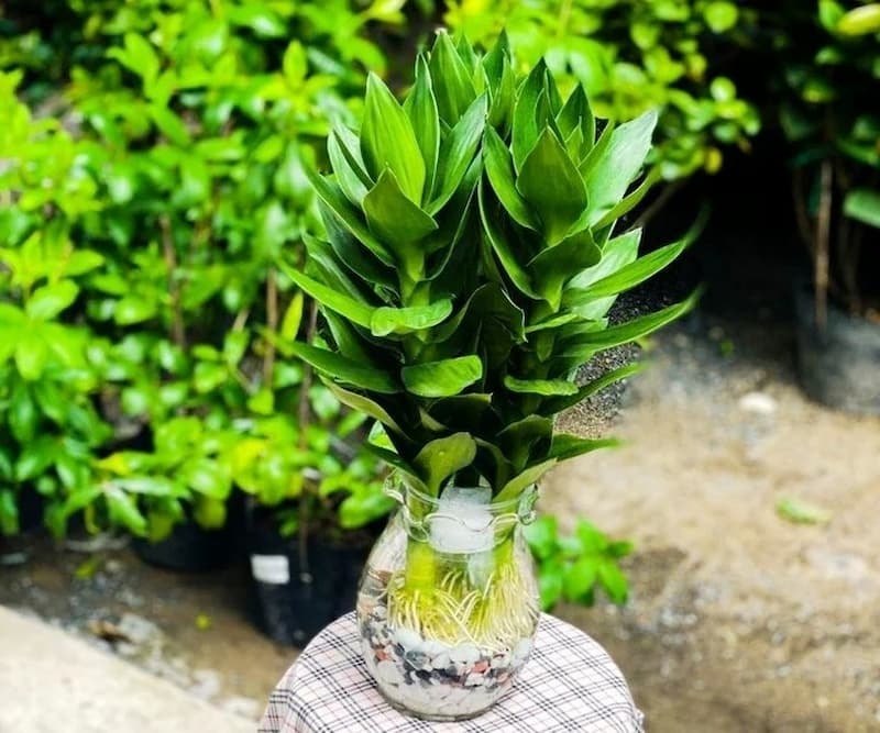 Nhà giàu thích trồng 5 cây này: Hút lộc như vòi rồng, con cháu cũng thơm lây- Ảnh 1. Nhà giàu thích trồng 5 cây này: Hút lộc như vòi rồng, con cháu cũng thơm lây- Ảnh 1.