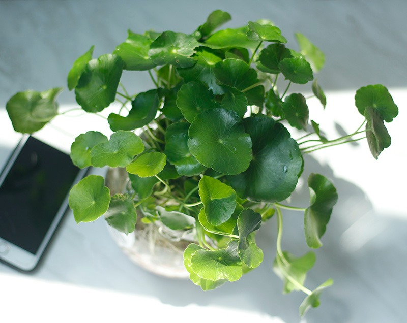 Nhà giàu thích trồng 5 cây này: Hút lộc như vòi rồng, con cháu cũng thơm lây- Ảnh 3. Nhà giàu thích trồng 5 cây này: Hút lộc như vòi rồng, con cháu cũng thơm lây- Ảnh 3.