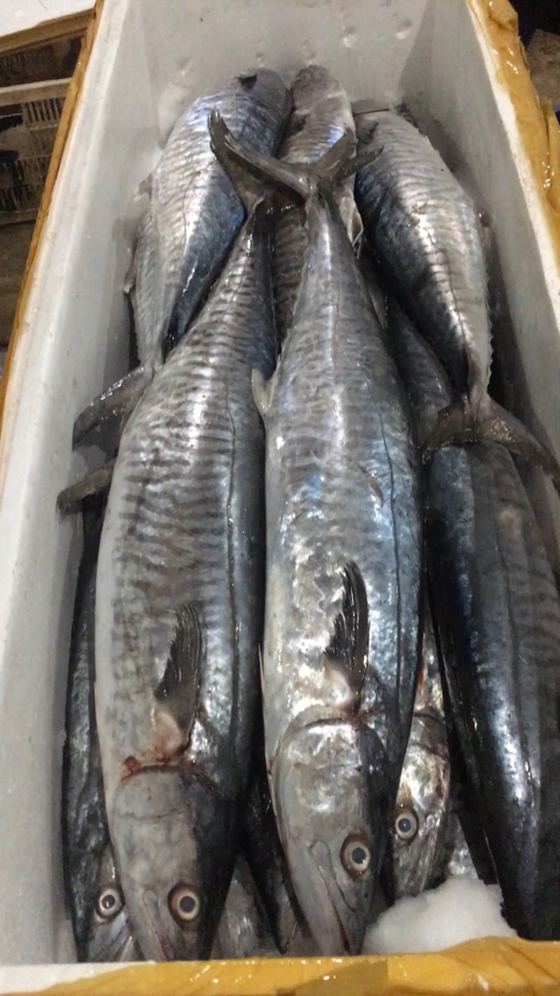 - Ảnh 1.  - Ảnh 1.