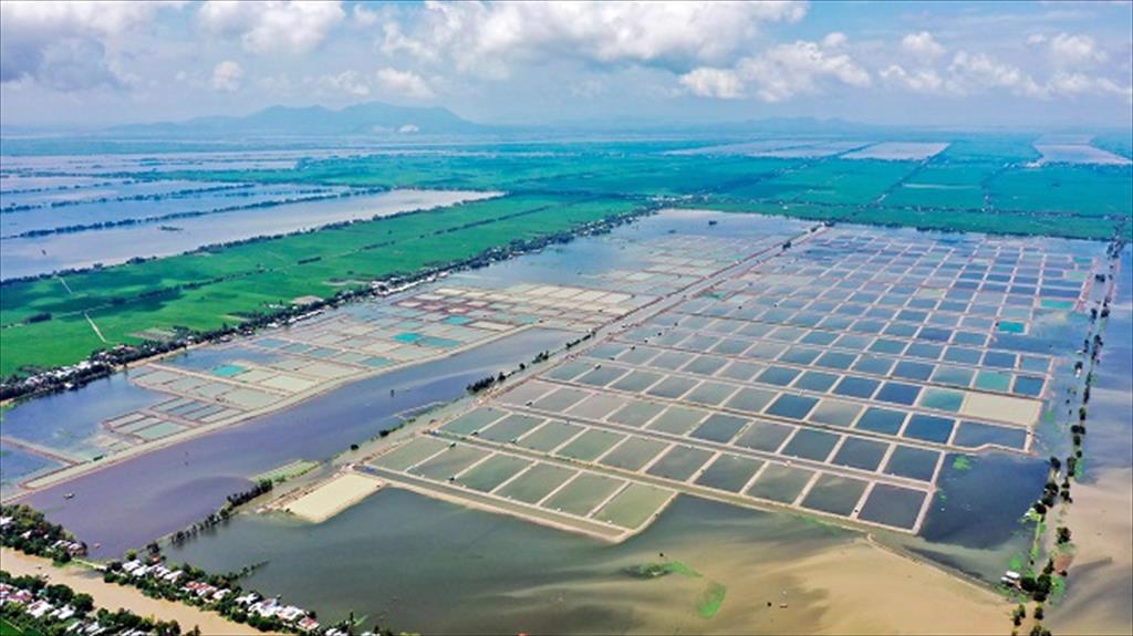 Trung Quốc ‘tê liệt’ mảng xuất khẩu cá rô phi sang Mỹ, ‘Vua cá tra’ Việt Nam nhảy vào nhanh chóng kiếm hơn 1.000 tỷ- Ảnh 3.