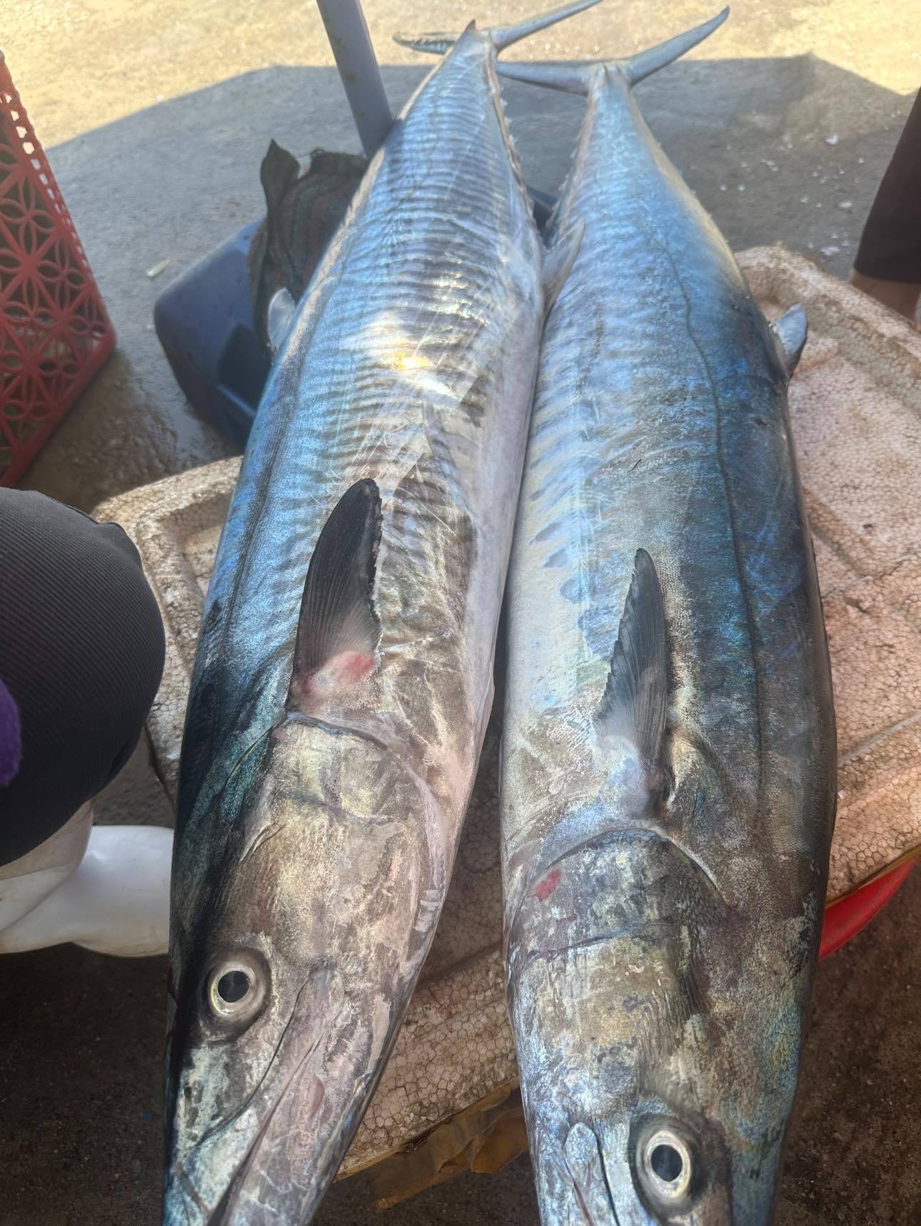 - Ảnh 2.  - Ảnh 2.