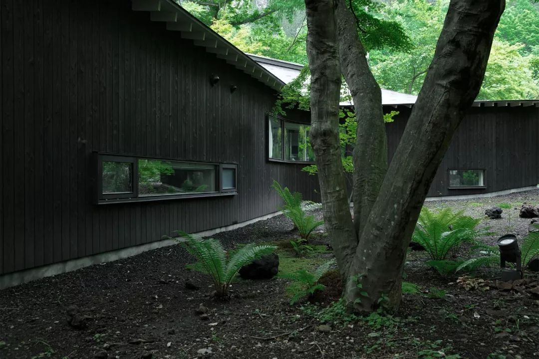 Nữ nghệ sĩ 65 tuổi bỏ phố vào rừng xây biệt thự, dựng "phòng đen" trên đất rộng 1.440m2, ở một mình với mèo - Ảnh 3. Nữ nghệ sĩ 65 tuổi bỏ phố vào rừng xây biệt thự, dựng "phòng đen" trên đất rộng 1.440m2, ở một mình với mèo - Ảnh 3.