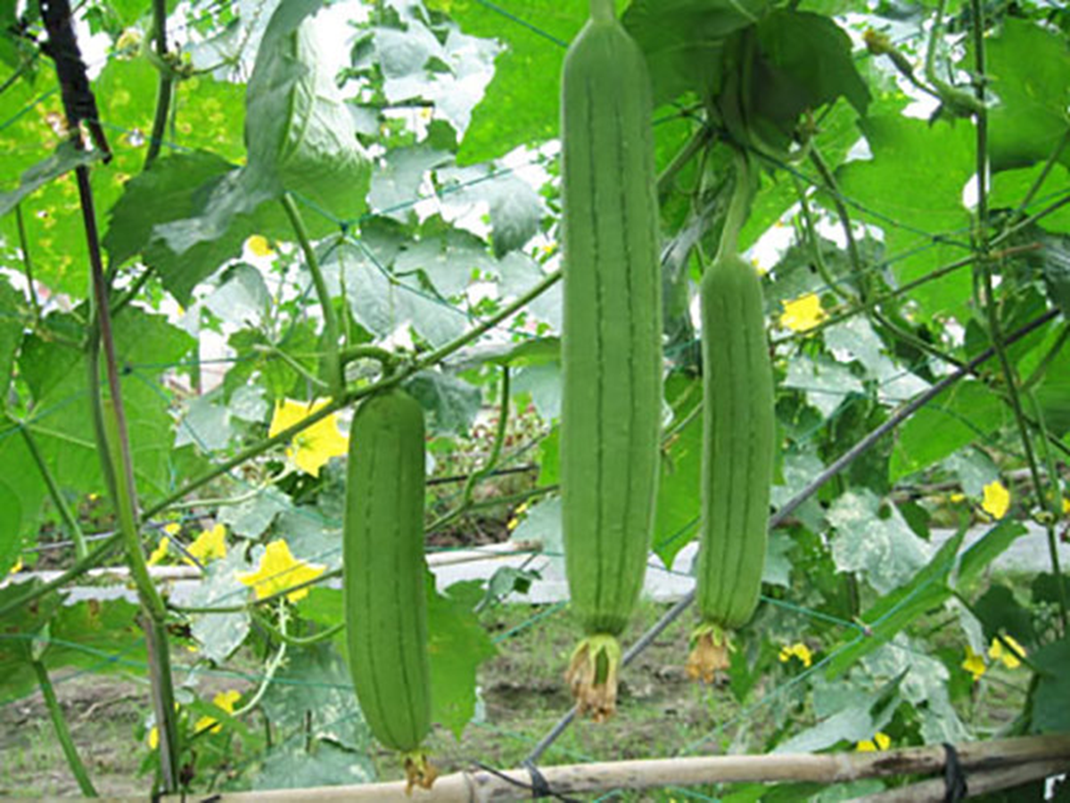 Đừng chỉ ăn quả, lá loại cây này quý như "nhân sâm người nghèo", ở quê mọc đầy bờ rào- Ảnh 2.