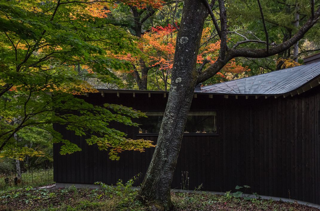 Nữ nghệ sĩ 65 tuổi bỏ phố vào rừng xây biệt thự, dựng "phòng đen" trên đất rộng 1.440m2, ở một mình với mèo - Ảnh 18. Nữ nghệ sĩ 65 tuổi bỏ phố vào rừng xây biệt thự, dựng "phòng đen" trên đất rộng 1.440m2, ở một mình với mèo - Ảnh 18.