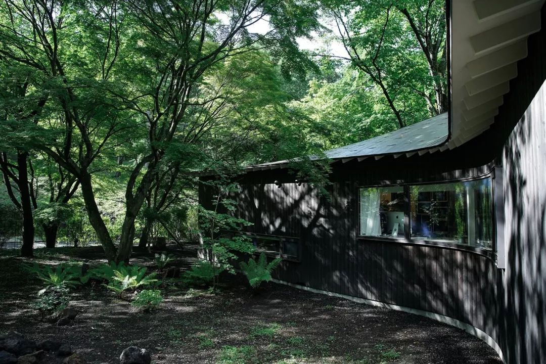 Nữ nghệ sĩ 65 tuổi bỏ phố vào rừng xây biệt thự, dựng "phòng đen" trên đất rộng 1.440m2, ở một mình với mèo - Ảnh 4. Nữ nghệ sĩ 65 tuổi bỏ phố vào rừng xây biệt thự, dựng "phòng đen" trên đất rộng 1.440m2, ở một mình với mèo - Ảnh 4.