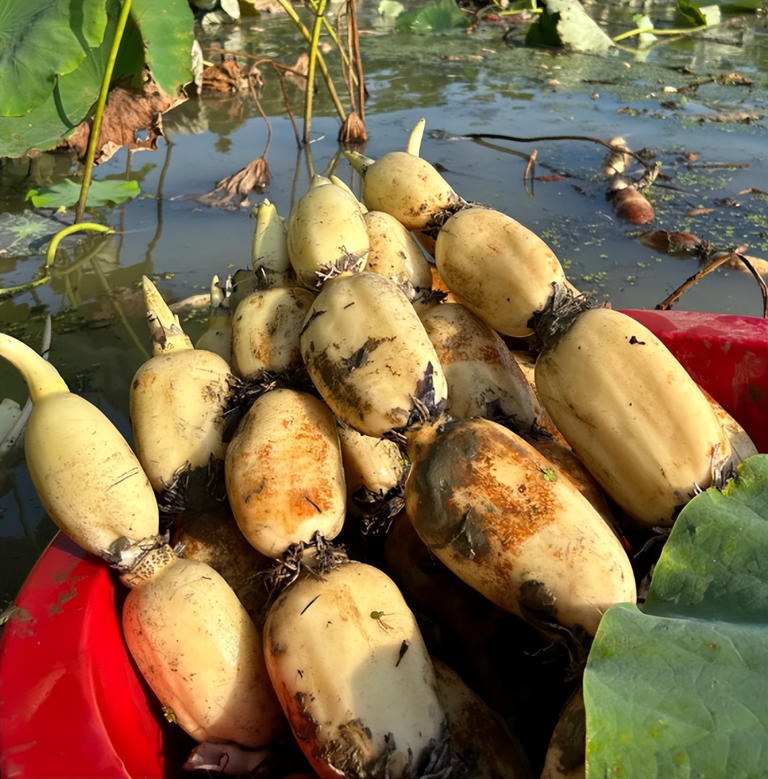4 loại rau ở chợ thường bị “tắm thuốc” cho đẹp mắt, người bán không dám ăn, nhiều người lại thích mua- Ảnh 4.