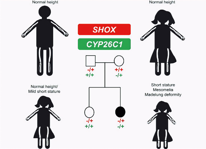 Hé lộ mã gen có thể là nguyên nhân khiến đàn ông cao hơn phụ nữ