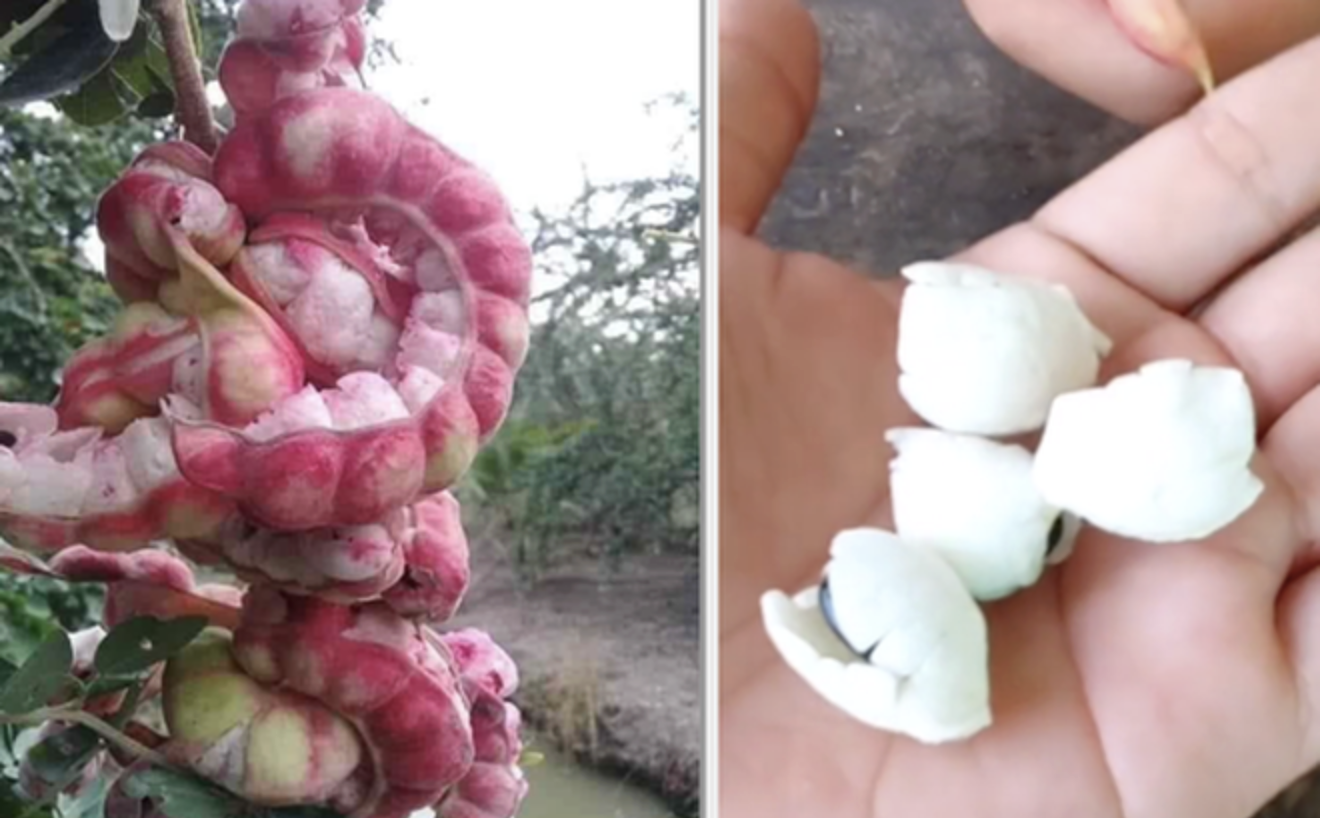 Loại quả được trả trăm ngàn 1kg nhưng chủ vườn nhất quyết không bán, người miền Tây nhìn là biết ngay- Ảnh 1.