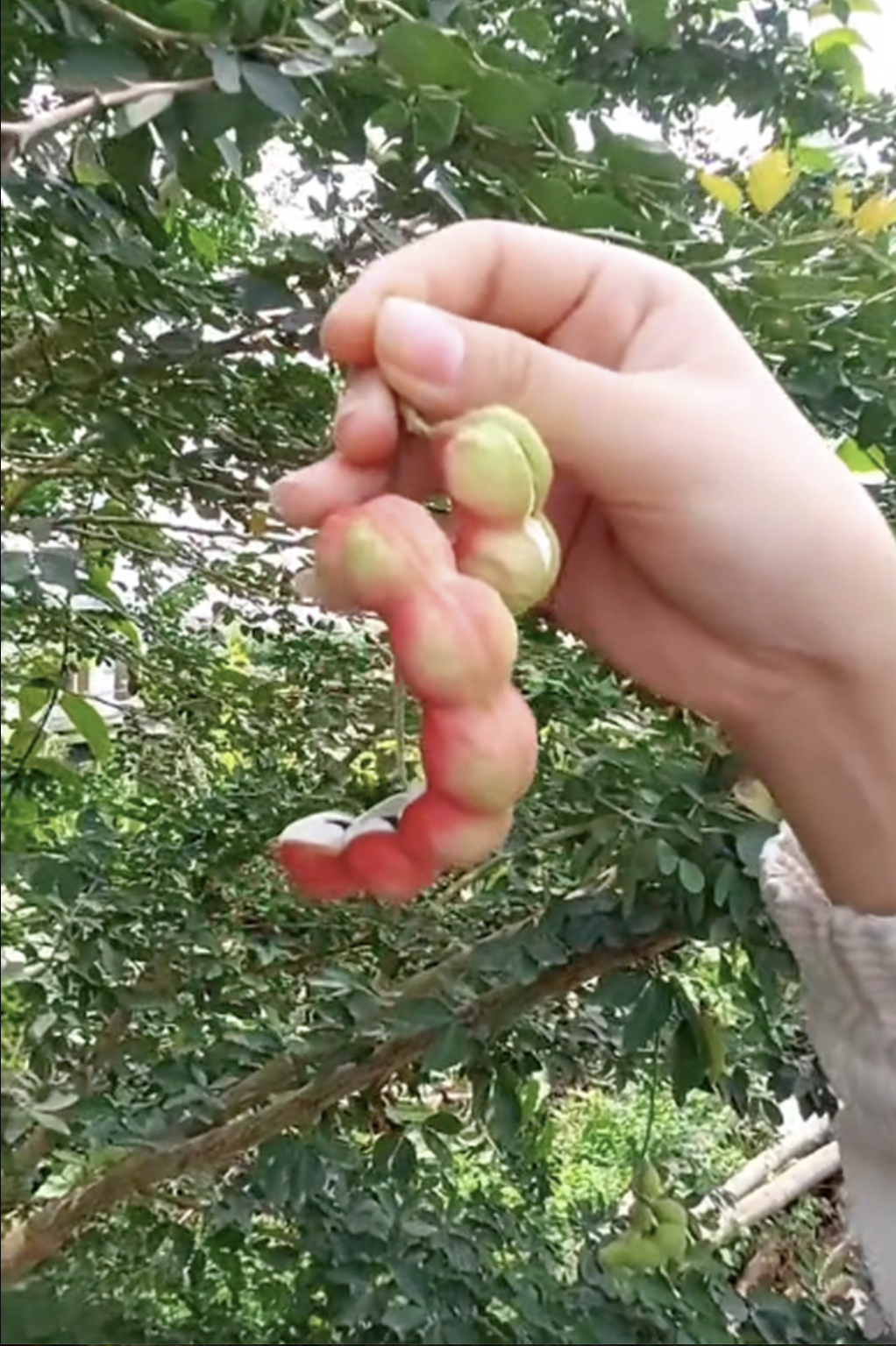 Loại quả được trả trăm ngàn 1kg nhưng chủ vườn nhất quyết không bán, người miền Tây nhìn là biết ngay- Ảnh 2.