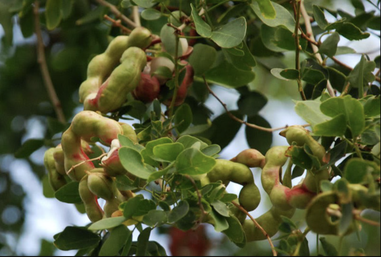 Loại quả được trả trăm ngàn 1kg nhưng chủ vườn nhất quyết không bán, người miền Tây nhìn là biết ngay- Ảnh 3.