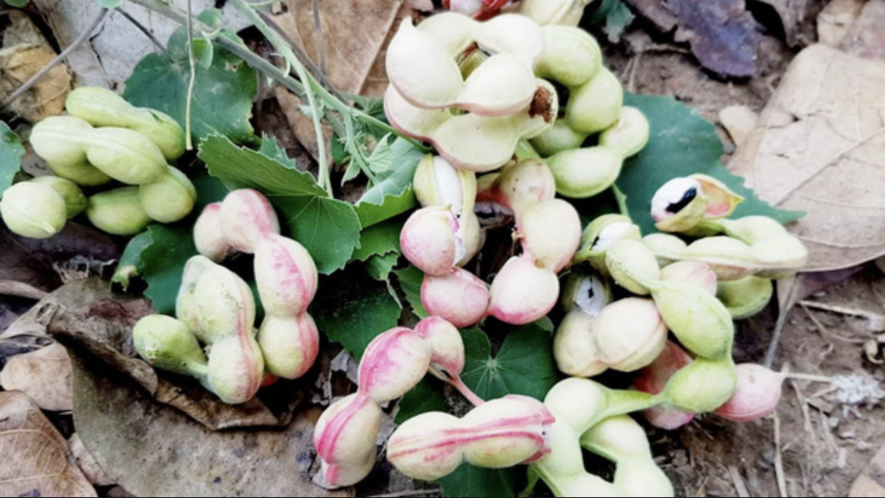 Loại quả được trả trăm ngàn 1kg nhưng chủ vườn nhất quyết không bán, người miền Tây nhìn là biết ngay- Ảnh 4.