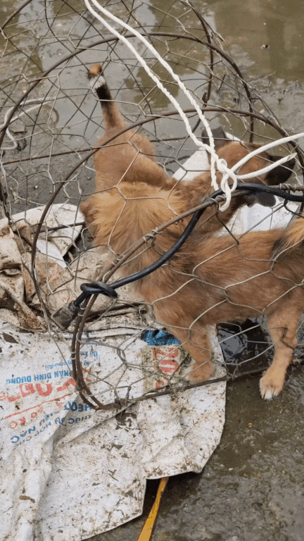 Nông sản độc lạ ở chợ phiên vùng cao: Không chỉ có măng khô, cua đá, đuông cọ... mà còn có cả "vàng đen" Tây Bắc- Ảnh 16. Nông sản độc lạ ở chợ phiên vùng cao: Không chỉ có măng khô, cua đá, đuông cọ... mà còn có cả "vàng đen" Tây Bắc- Ảnh 16.