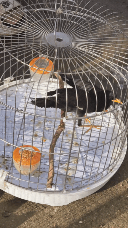 Nông sản độc lạ ở chợ phiên vùng cao: Không chỉ có măng khô, cua đá, đuông cọ... mà còn có cả "vàng đen" Tây Bắc- Ảnh 15. Nông sản độc lạ ở chợ phiên vùng cao: Không chỉ có măng khô, cua đá, đuông cọ... mà còn có cả "vàng đen" Tây Bắc- Ảnh 15.