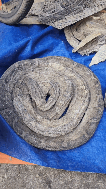 Nông sản độc lạ ở chợ phiên vùng cao: Không chỉ có măng khô, cua đá, đuông cọ... mà còn có cả "vàng đen" Tây Bắc- Ảnh 14. Nông sản độc lạ ở chợ phiên vùng cao: Không chỉ có măng khô, cua đá, đuông cọ... mà còn có cả "vàng đen" Tây Bắc- Ảnh 14.