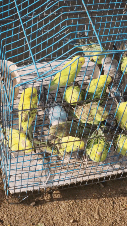 Nông sản độc lạ ở chợ phiên vùng cao: Không chỉ có măng khô, cua đá, đuông cọ... mà còn có cả "vàng đen" Tây Bắc- Ảnh 13. Nông sản độc lạ ở chợ phiên vùng cao: Không chỉ có măng khô, cua đá, đuông cọ... mà còn có cả "vàng đen" Tây Bắc- Ảnh 13.