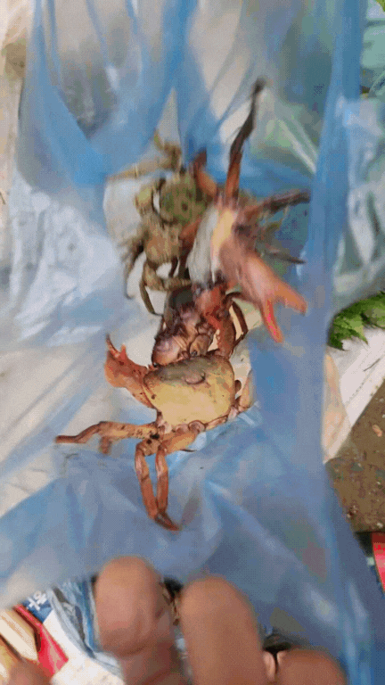 Nông sản độc lạ ở chợ phiên vùng cao: Không chỉ có măng khô, cua đá, đuông cọ... mà còn có cả "vàng đen" Tây Bắc- Ảnh 7. Nông sản độc lạ ở chợ phiên vùng cao: Không chỉ có măng khô, cua đá, đuông cọ... mà còn có cả "vàng đen" Tây Bắc- Ảnh 7.