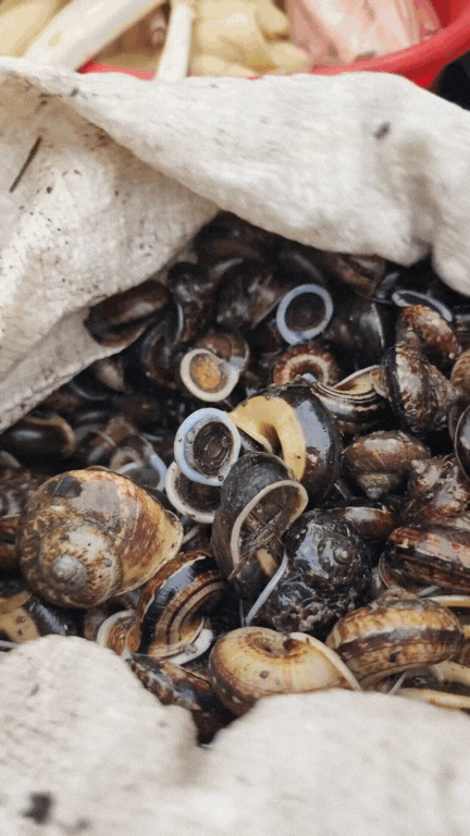 Nông sản độc lạ ở chợ phiên vùng cao: Không chỉ có măng khô, cua đá, đuông cọ... mà còn có cả "vàng đen" Tây Bắc- Ảnh 6. Nông sản độc lạ ở chợ phiên vùng cao: Không chỉ có măng khô, cua đá, đuông cọ... mà còn có cả "vàng đen" Tây Bắc- Ảnh 6.