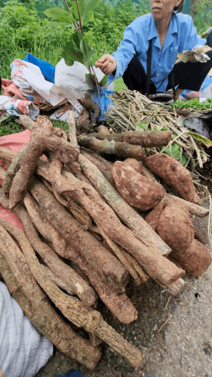 Nông sản độc lạ ở chợ phiên vùng cao: Không chỉ có măng khô, cua đá, đuông cọ... mà còn có cả "vàng đen" Tây Bắc- Ảnh 5. Nông sản độc lạ ở chợ phiên vùng cao: Không chỉ có măng khô, cua đá, đuông cọ... mà còn có cả "vàng đen" Tây Bắc- Ảnh 5.