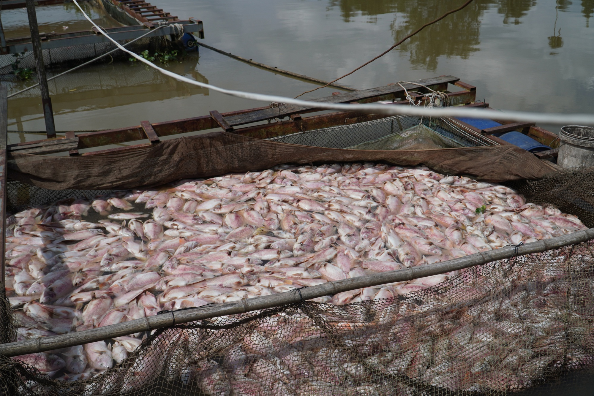 Cần Thơ: Hàng tấn cá điêu hồng chết bất ngờ trước ngày xuất bán - Ảnh 2. Cần Thơ: Hàng tấn cá điêu hồng chết bất ngờ trước ngày xuất bán - Ảnh 2.