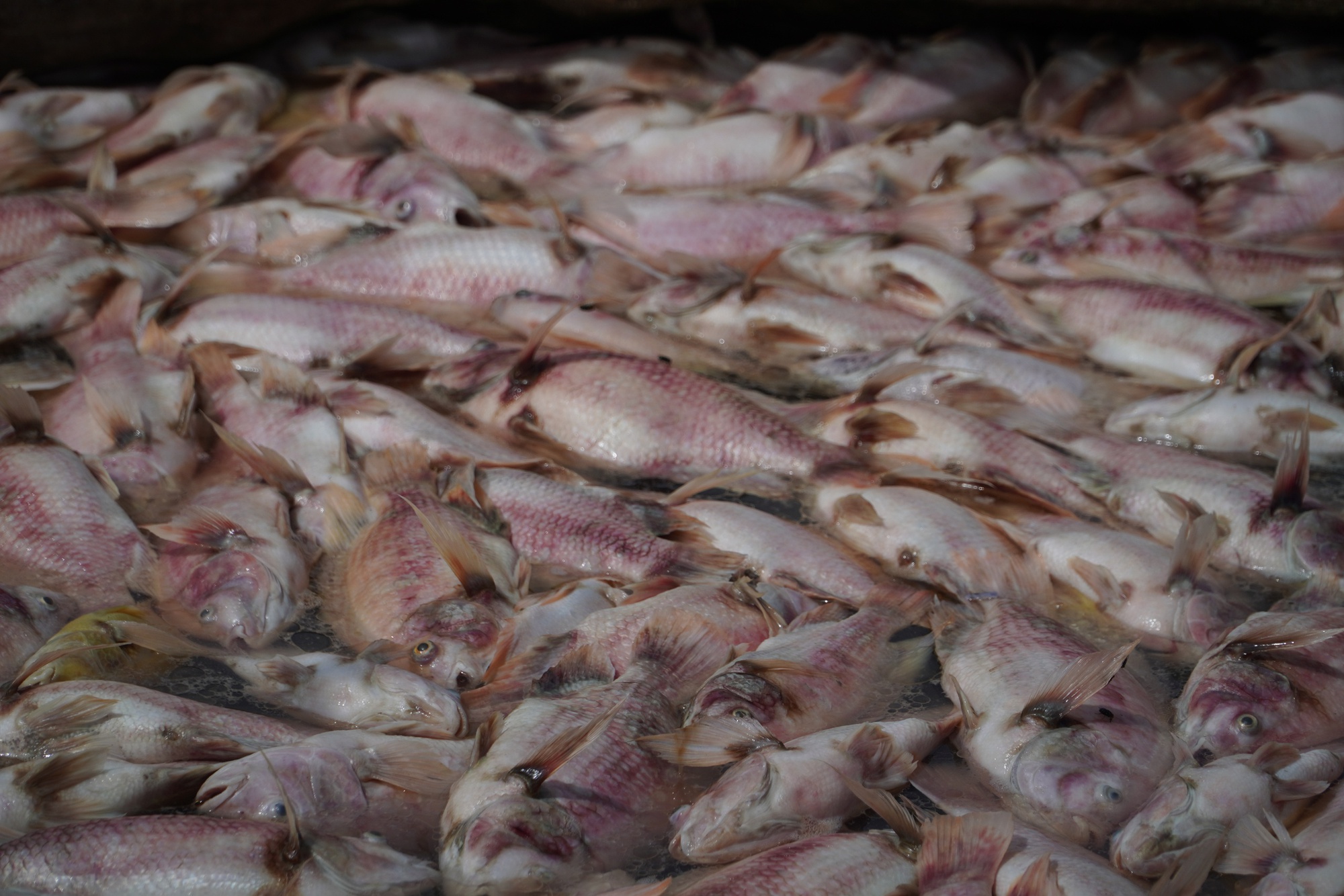 Cần Thơ: Hàng tấn cá điêu hồng chết bất ngờ trước ngày xuất bán - Ảnh 3. Cần Thơ: Hàng tấn cá điêu hồng chết bất ngờ trước ngày xuất bán - Ảnh 3.